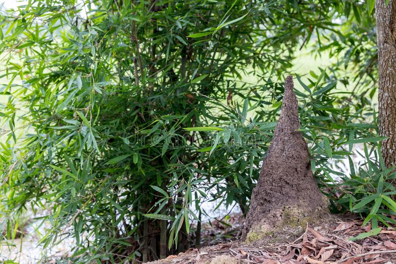 termite-mound-forest-big-jungle-built-shrubs-194362638.jpg