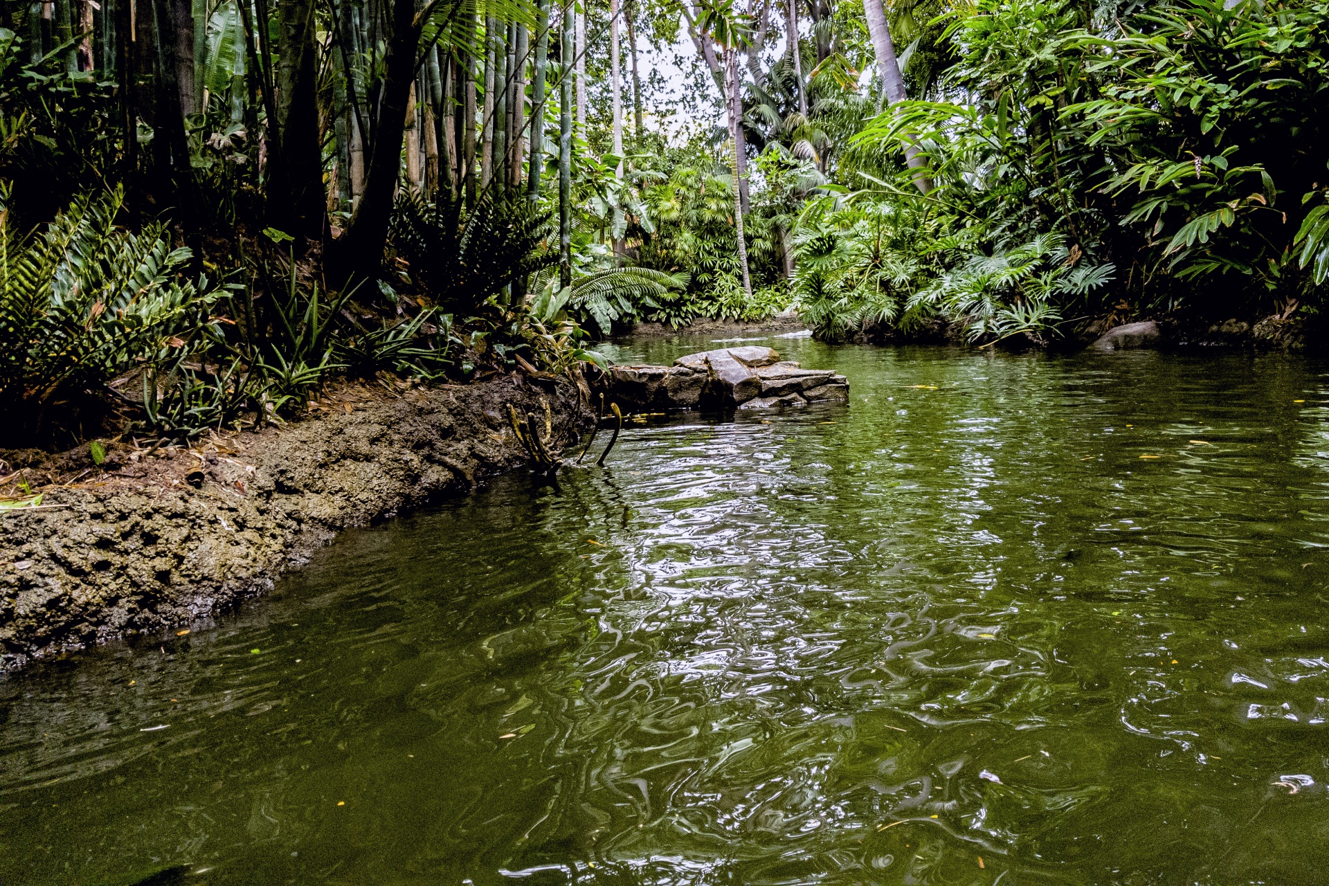 jungle-river-1527134834nnp.jpg