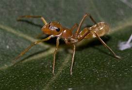 It's really a spider....