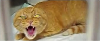 OrngCt.jpg