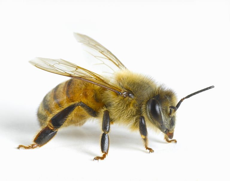 Honey bee