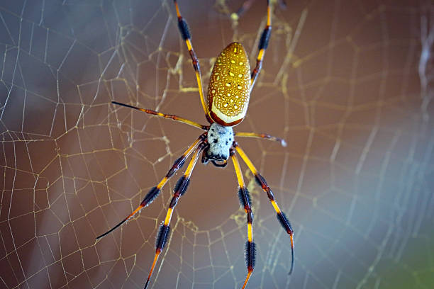 Silk spider
