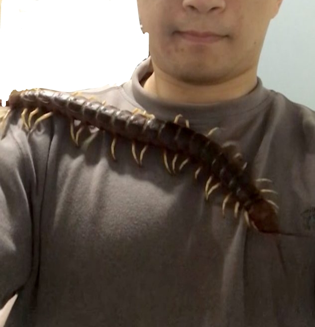 Centipedes nibbling
