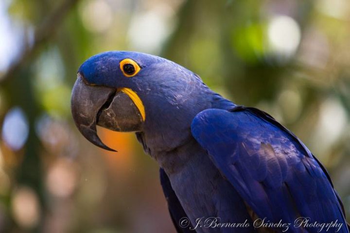 Blue-macaw-Feanol.jpg