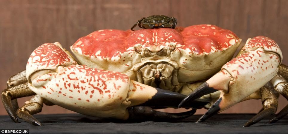 Large crypt crabs