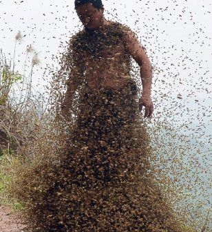 Bugs covering riverbank figures