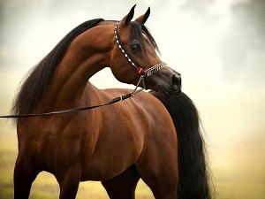 Jezebel-small.jpg