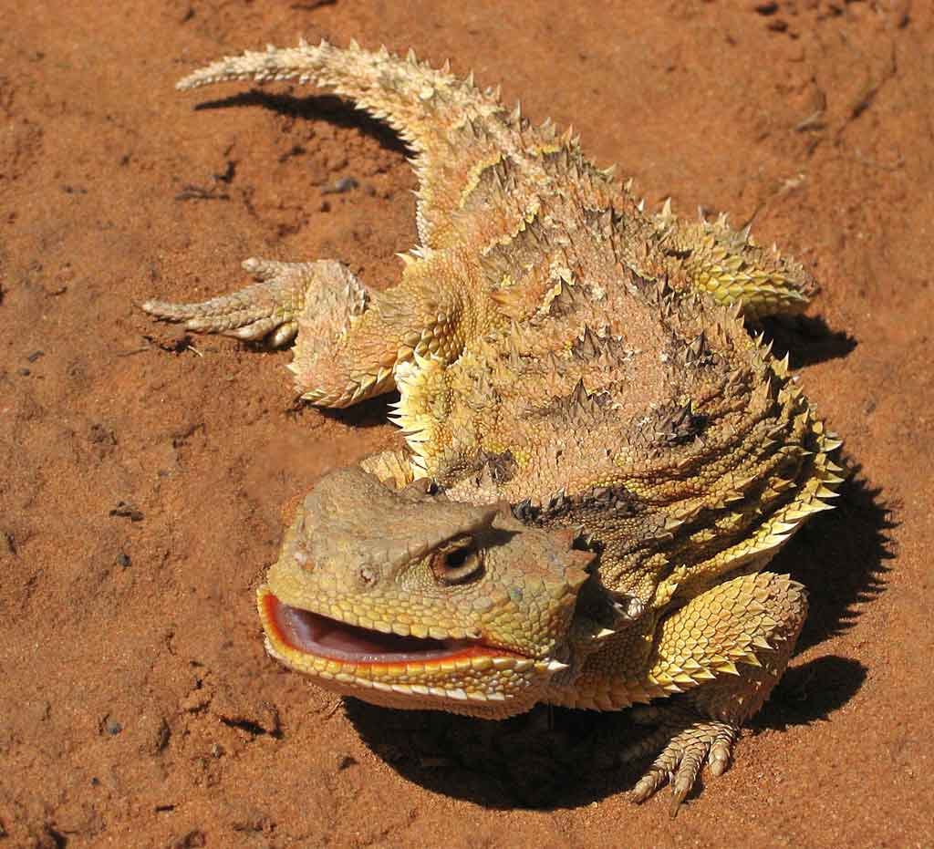 lizard.jpg