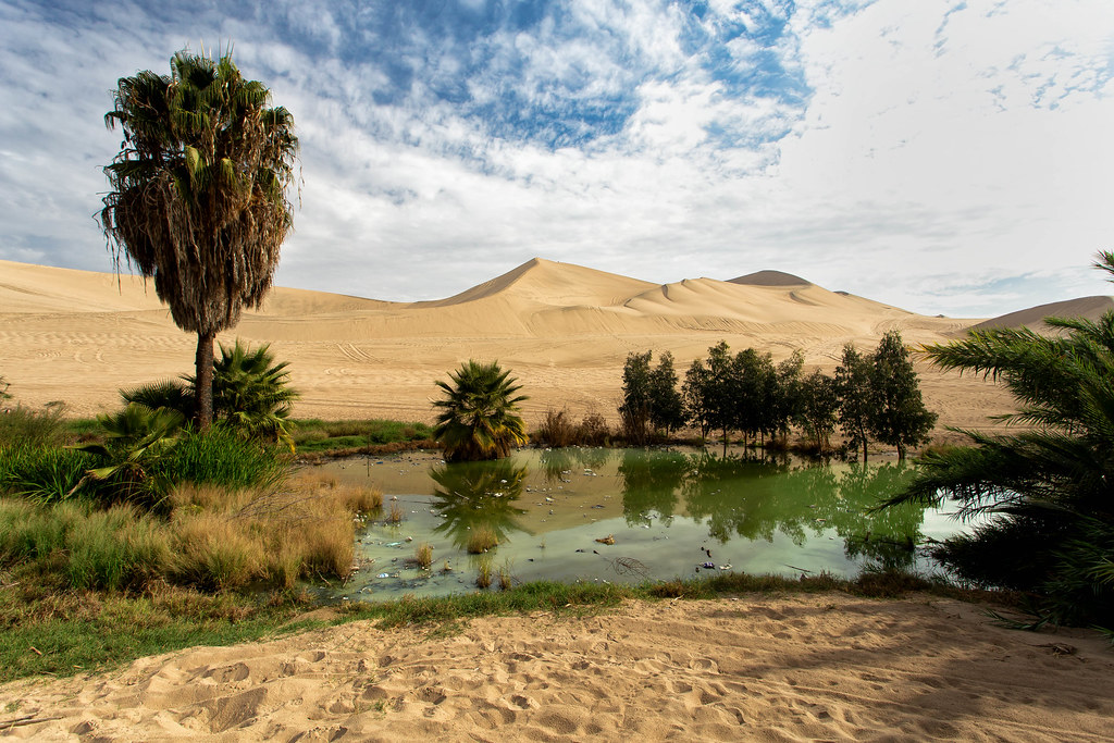 Oasis.jpg