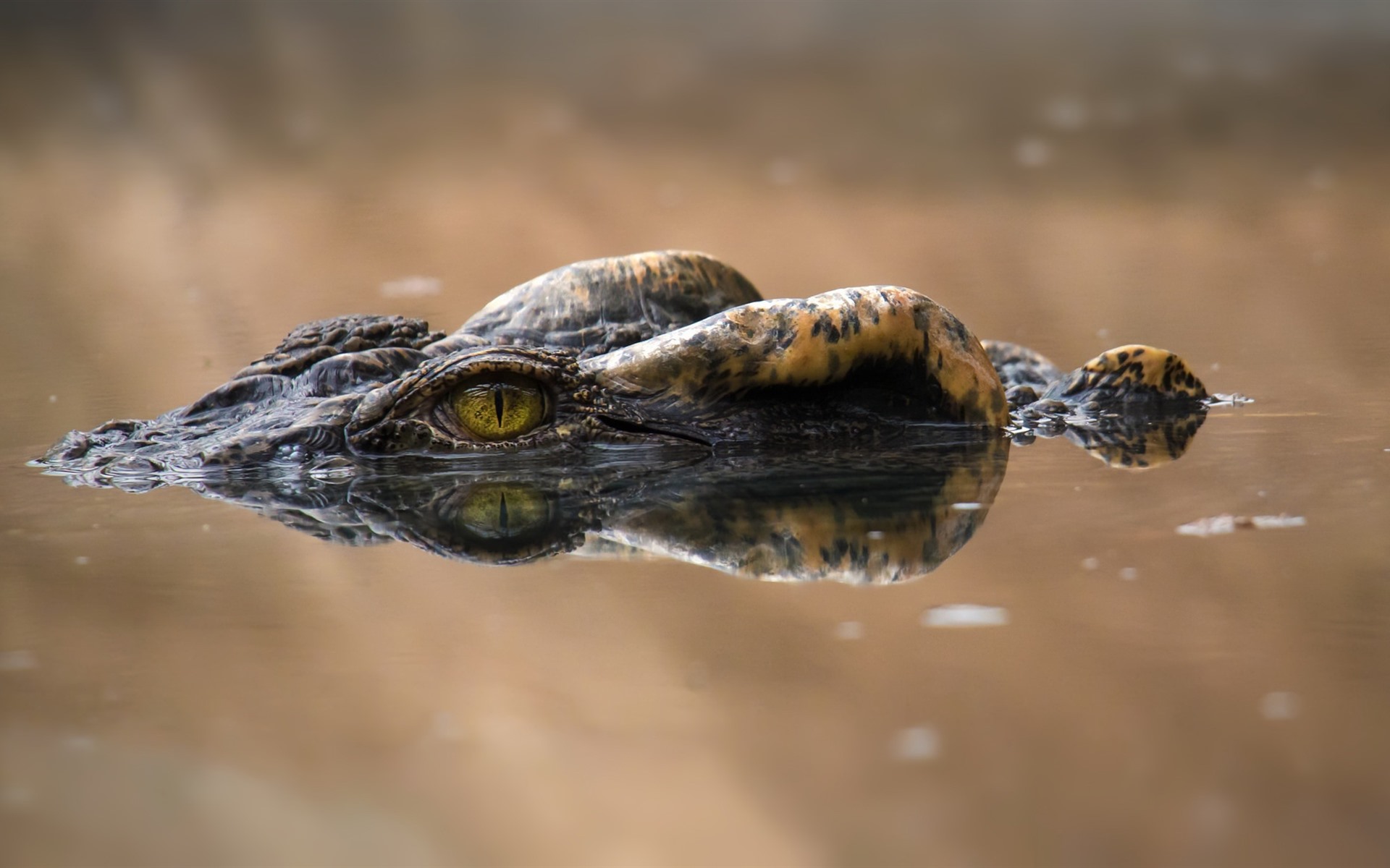Crocodile-eyes.jpg