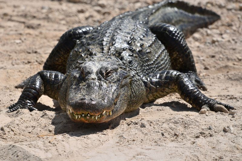 big croc.jpg