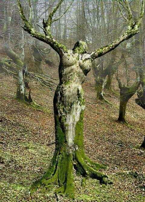 'Our Lady of the Forest'