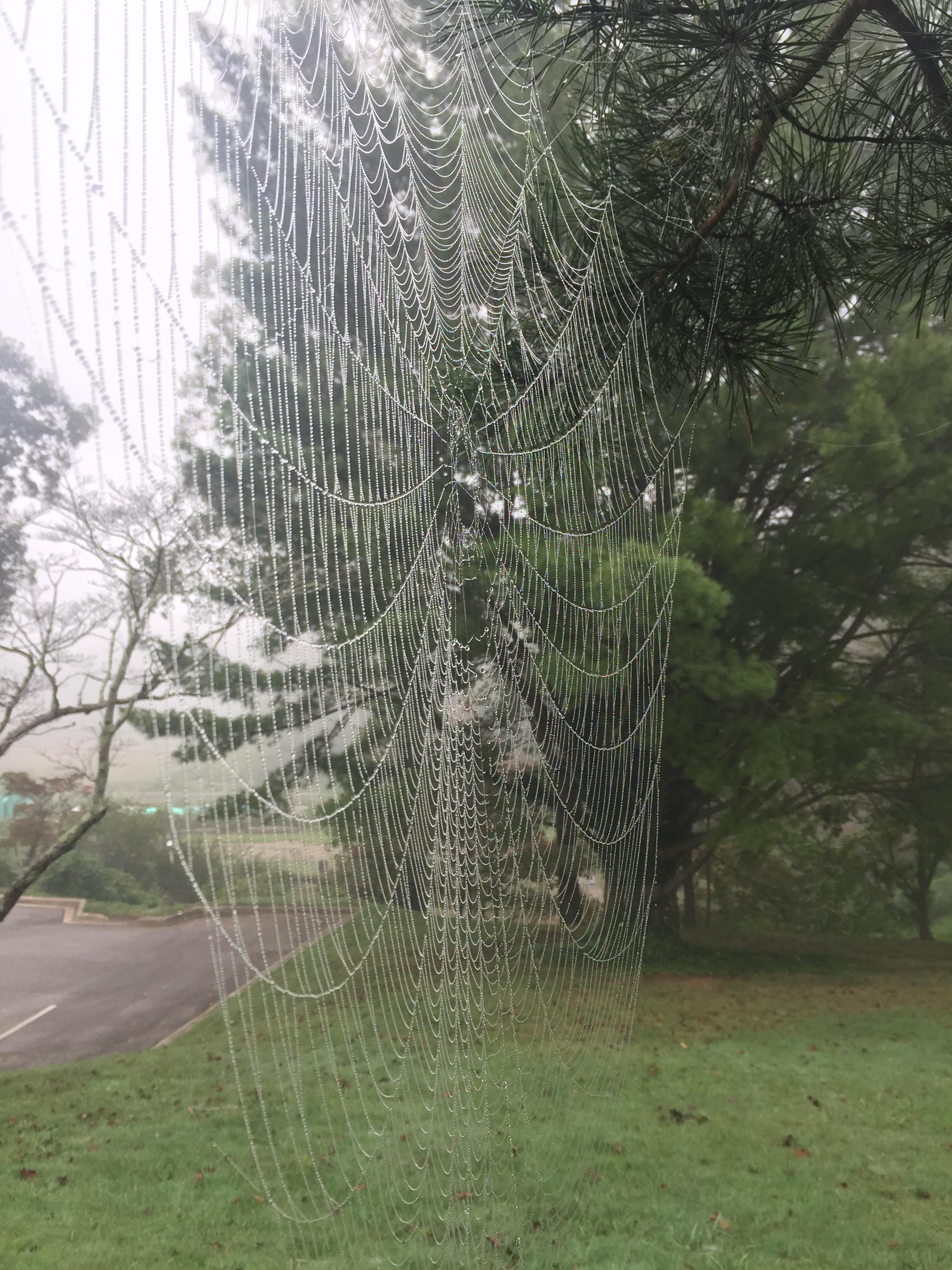 Massive spider web
