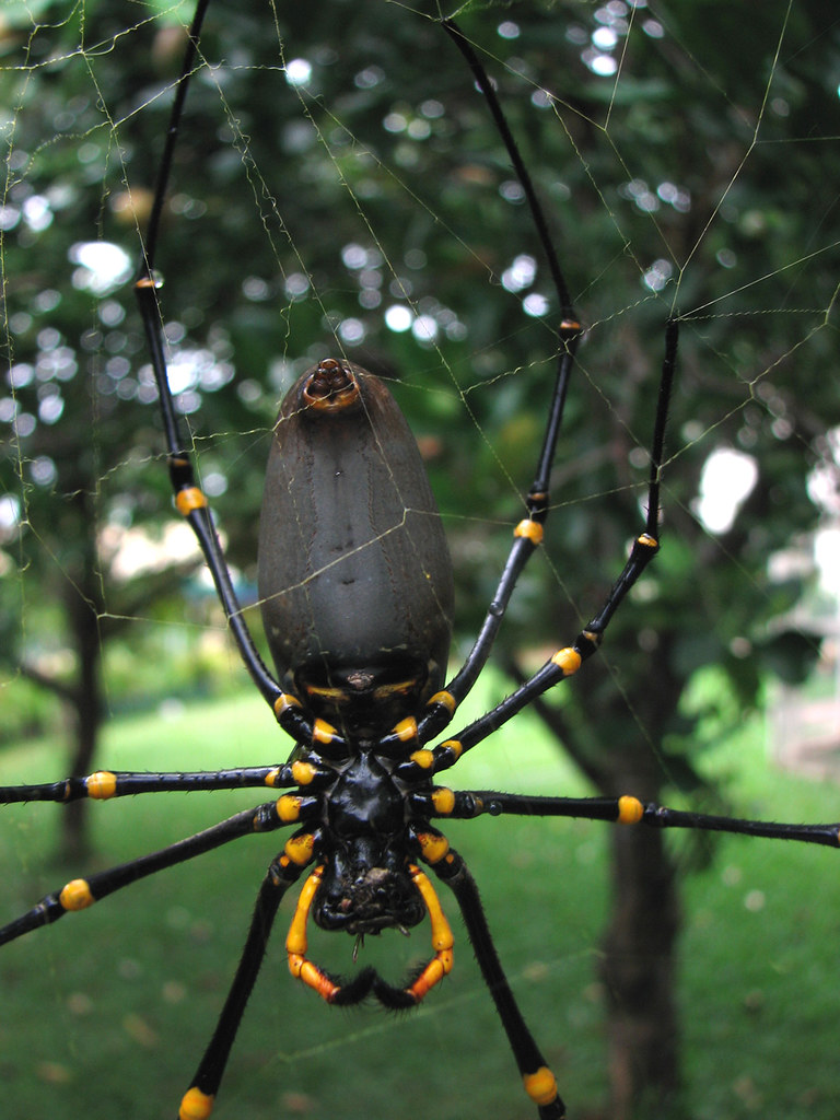 Giant Orb Weaver