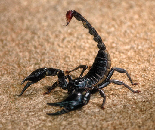 scorps.jpg