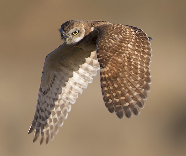 owl-04.jpg