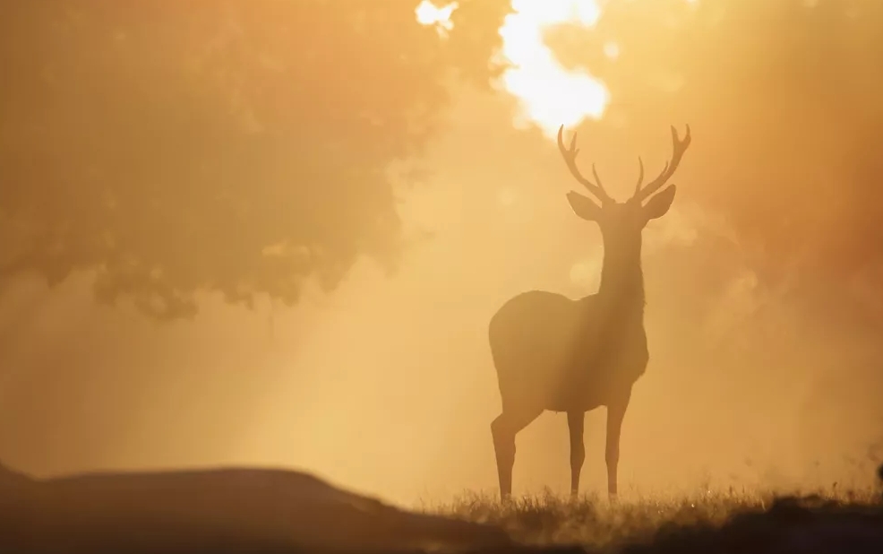 Stag in Barrow Grove