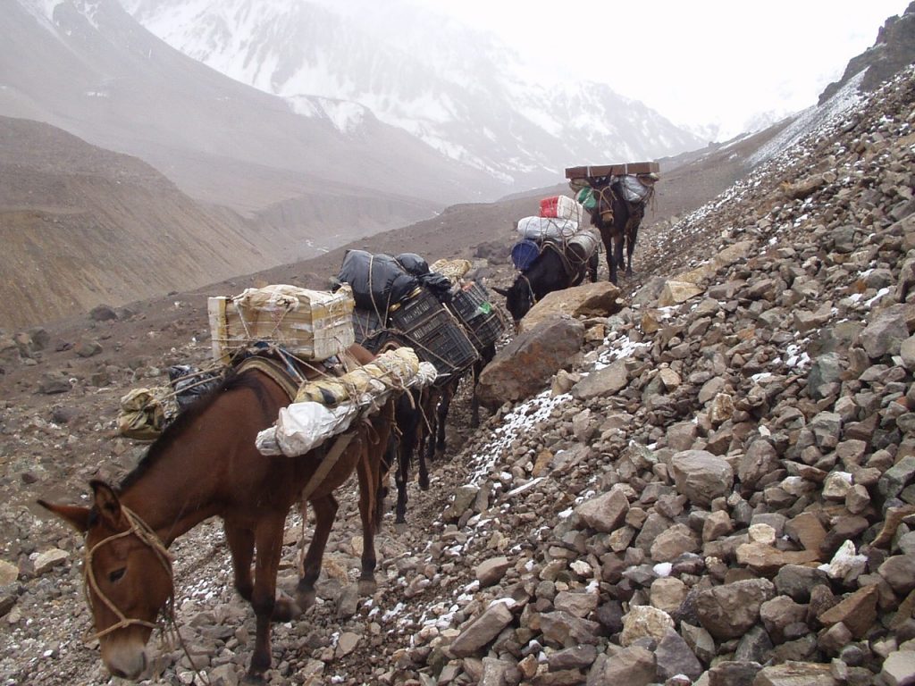 Mule train