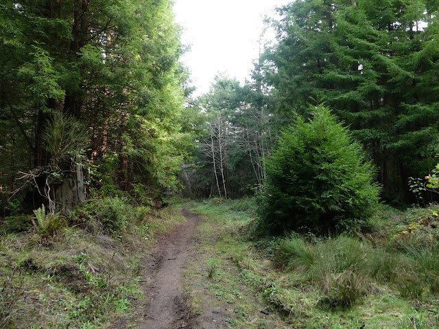 Trail through forest.jpg