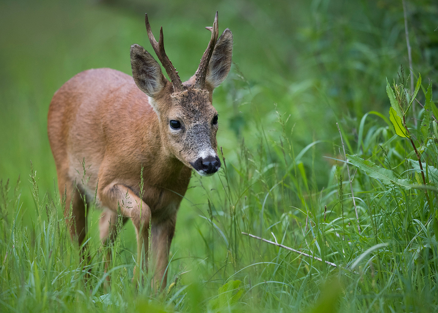 Forest deer.jpg
