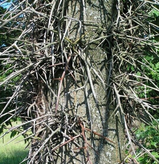 thorns.jpg