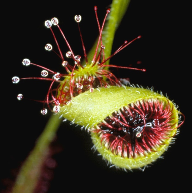 Sticky and corrosive tendril of Sundew