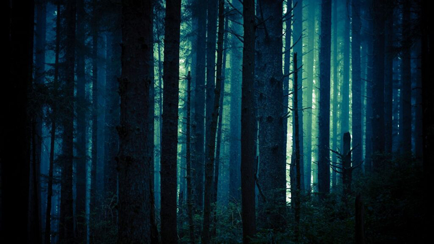 Dim Forest.jpg