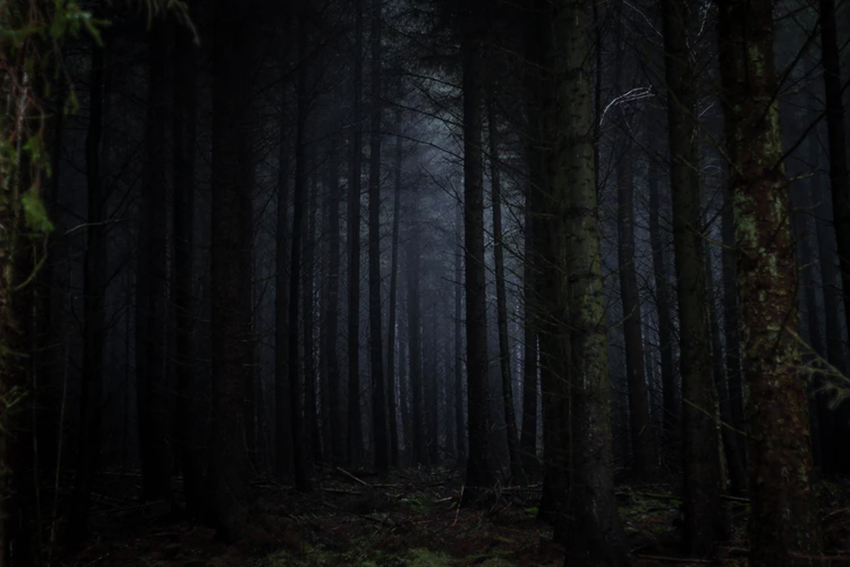 Dim Forest.jpg