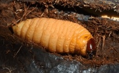 red-palm-weevil-larvae-live-260nw-2461874811_edit_346509781797576.jpg