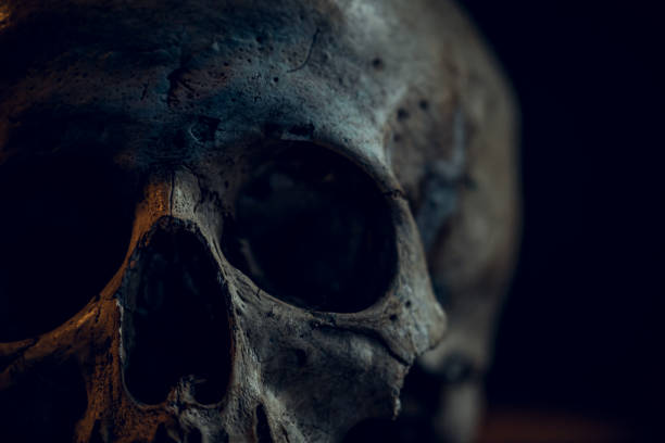 skull.jpg