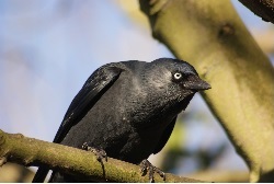 Jackdaw.jpg
