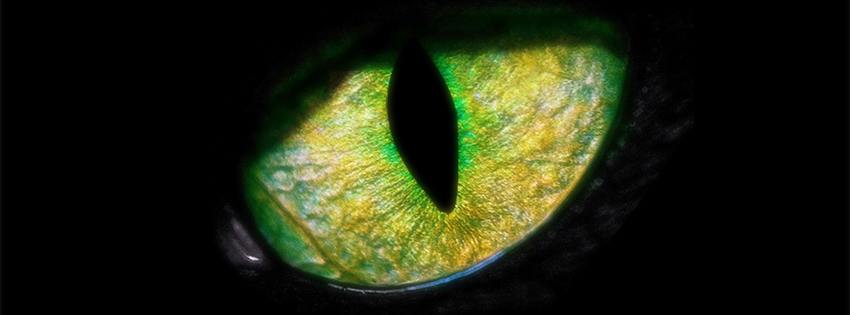 Cat's eye.jpg