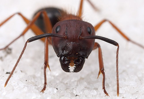 florida-carpenter-ants.jpg
